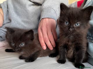 Mixed Breed cats Brown kittens for sale - Advert 18