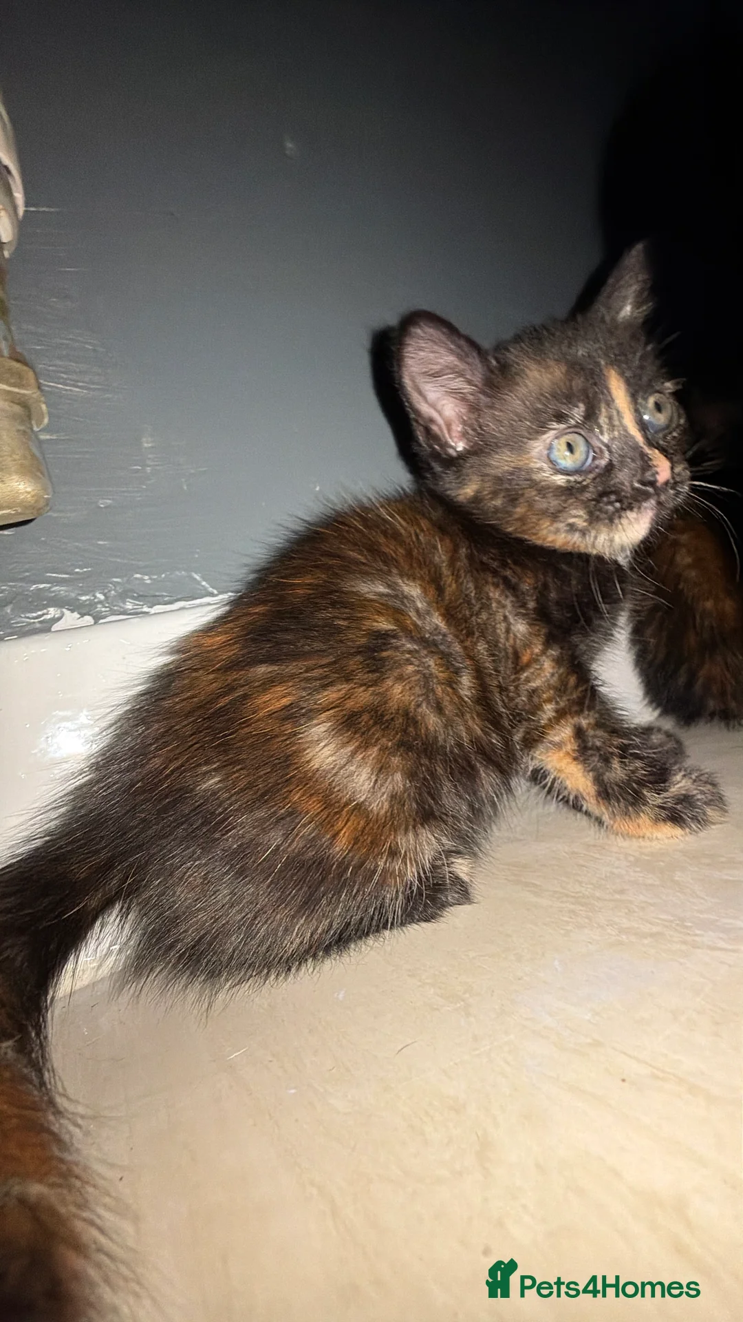 British Shorthair cats for sale: Black and tortoiseshell kitten for sale  - Advert 5