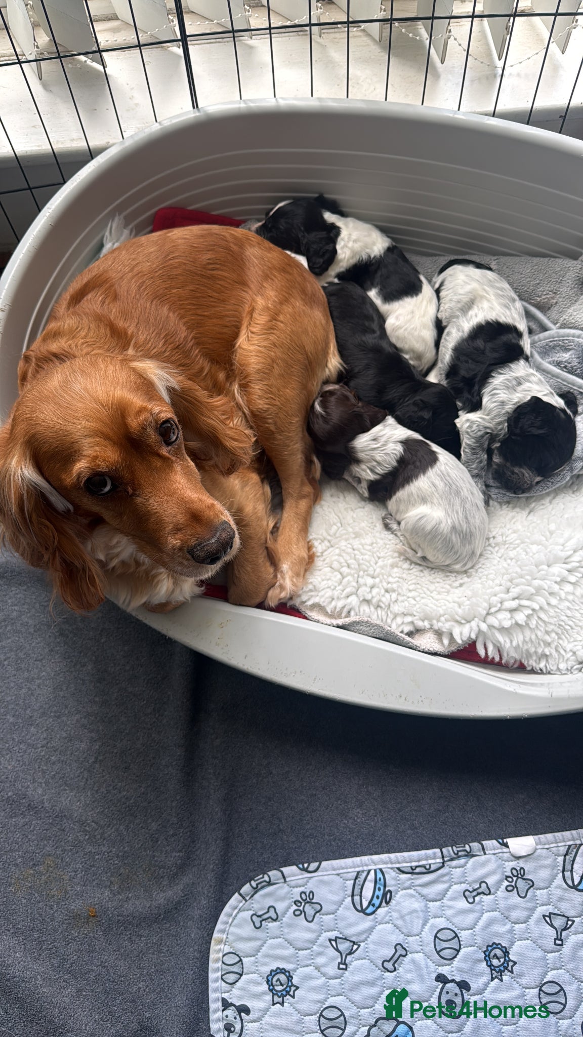 Cocker Spaniel dogs for sale: Working Cocker Spaniel Pups - Advert 1
