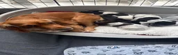 Cocker Spaniel dogs for sale: Working Cocker Spaniel Pups - Advert 1