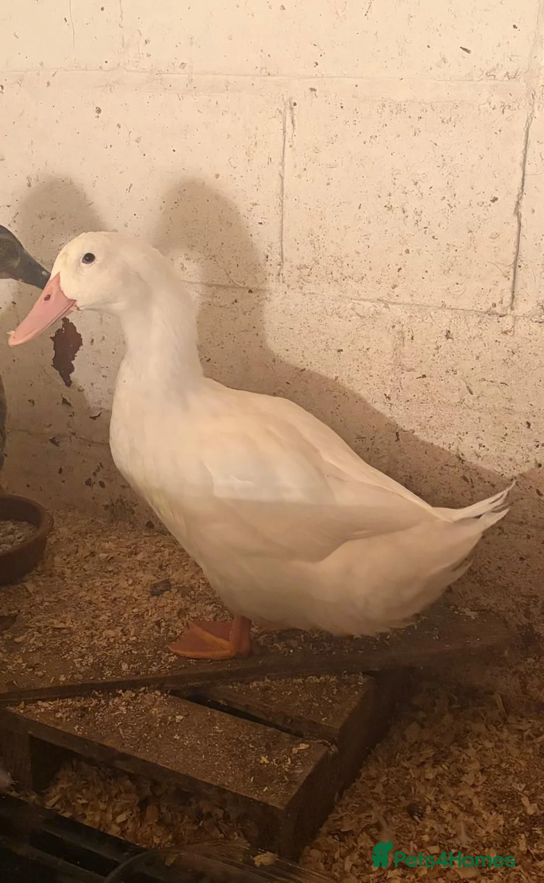 Ducks poultry for sale: Pekin drake for sale  in Ashford - Advert 2