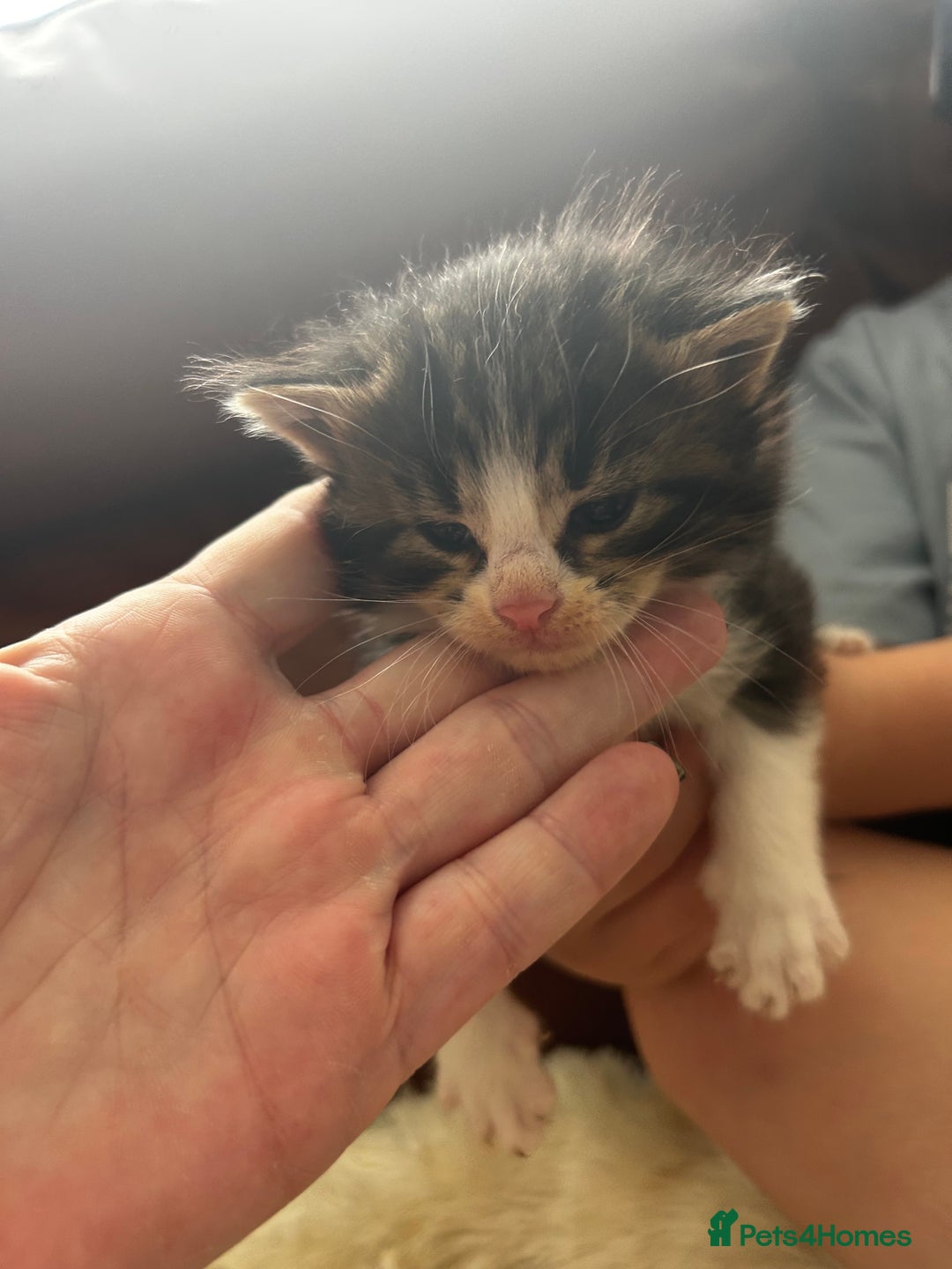 Maine Coon cats for sale: Unique Maine Coon Cross Kittens - Image 12