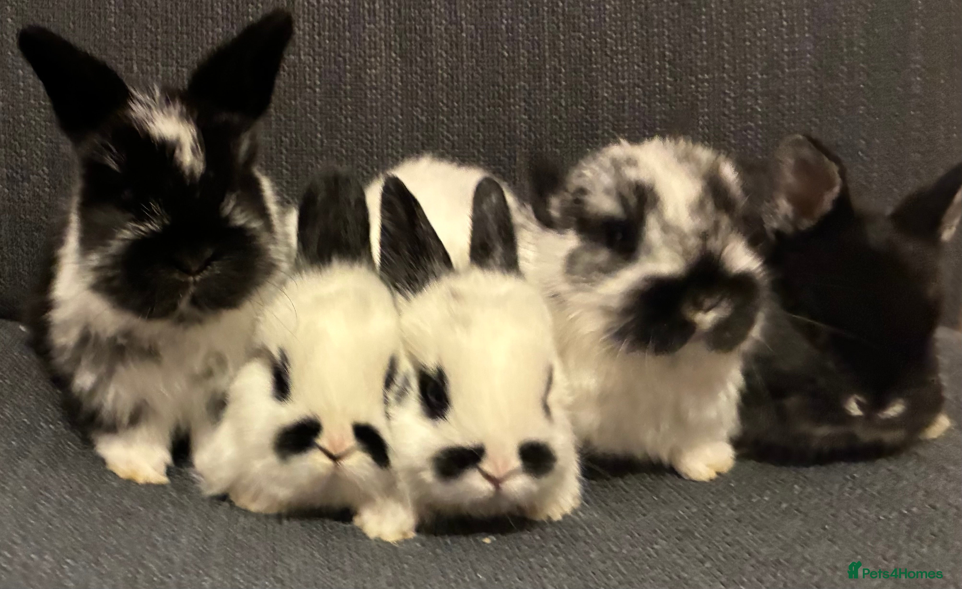 Mixed Breed rabbits Neatherland dwarf X Mini Lop - Advert 1