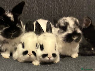 Mixed Breed rabbits Neatherland dwarf X Mini Lop - Advert 1