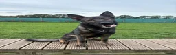 German Shepherd dogs for sale: Czech import family dog  - Advert 2