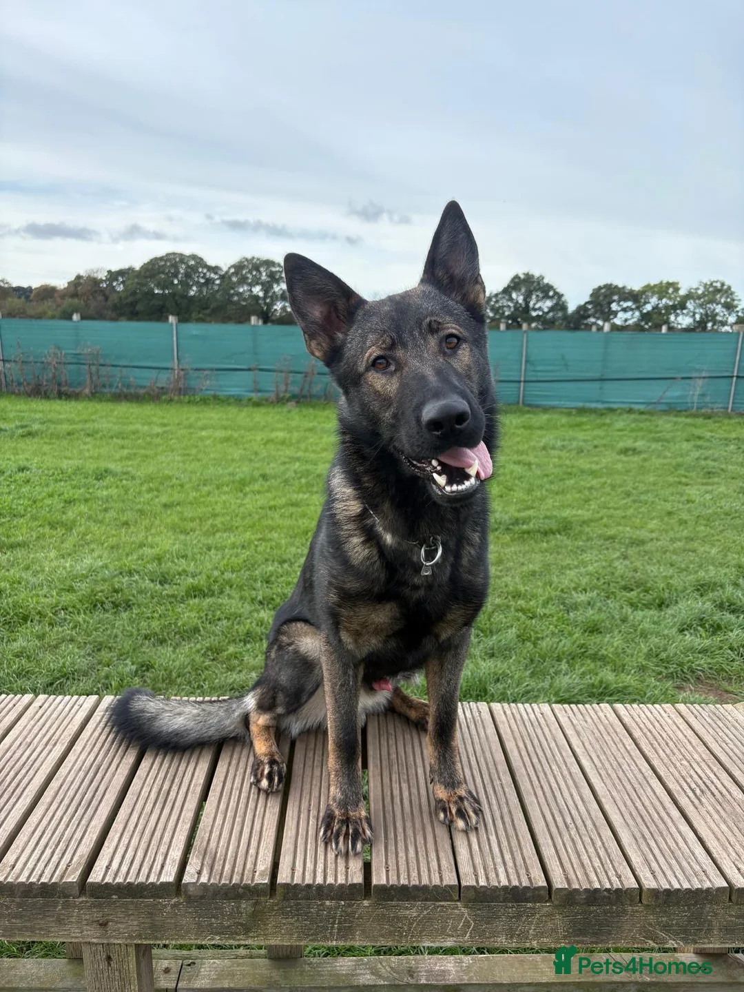 German Shepherd dogs for sale: Czech import family dog  - Advert 2