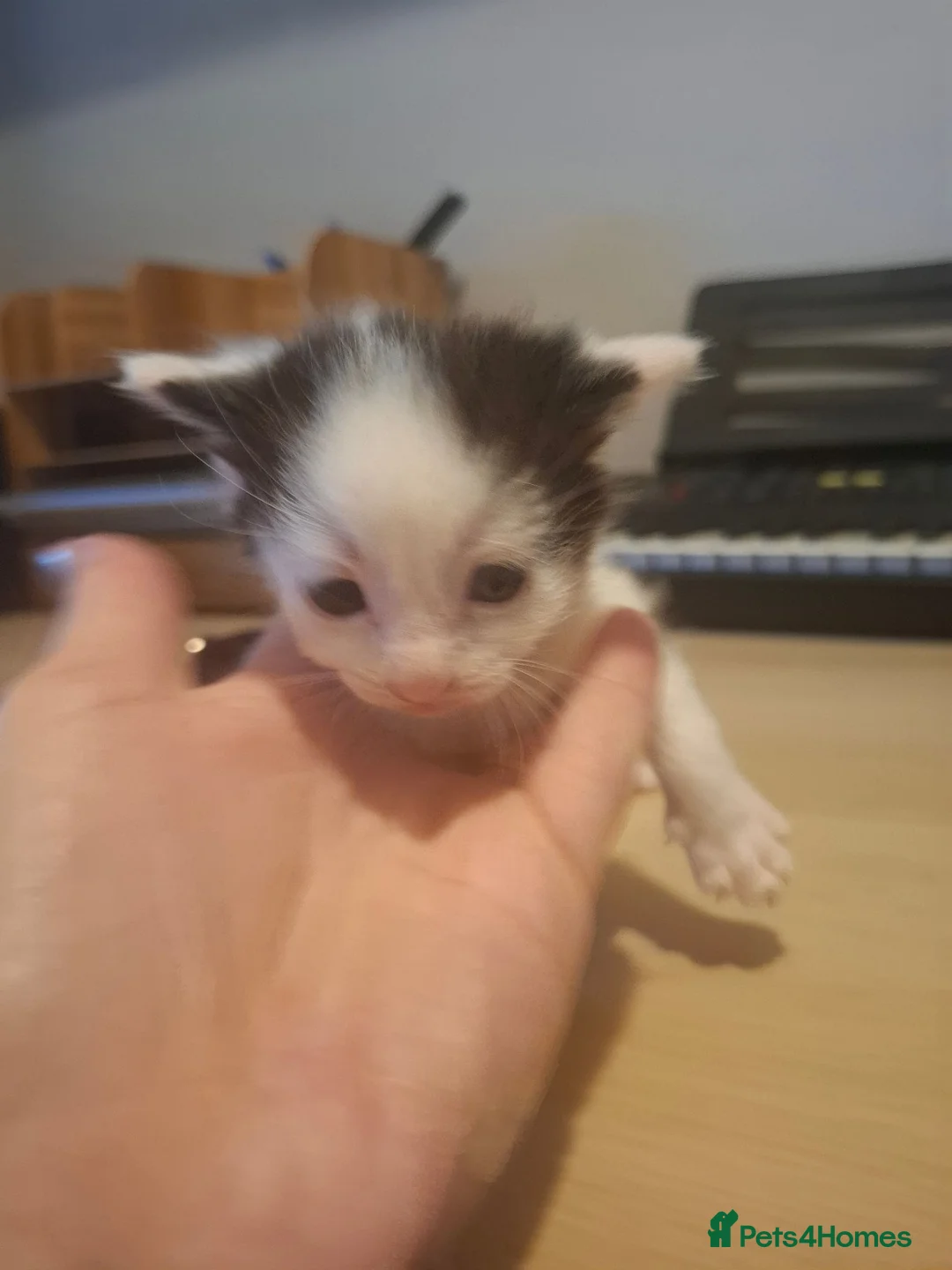 Mixed Breed cats for sale: Kittens looking for forever homes  - Advert 6