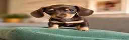 Miniature Dachshund dogs for sale: KC registered Miniature dachshund puppy’s  - Advert 7