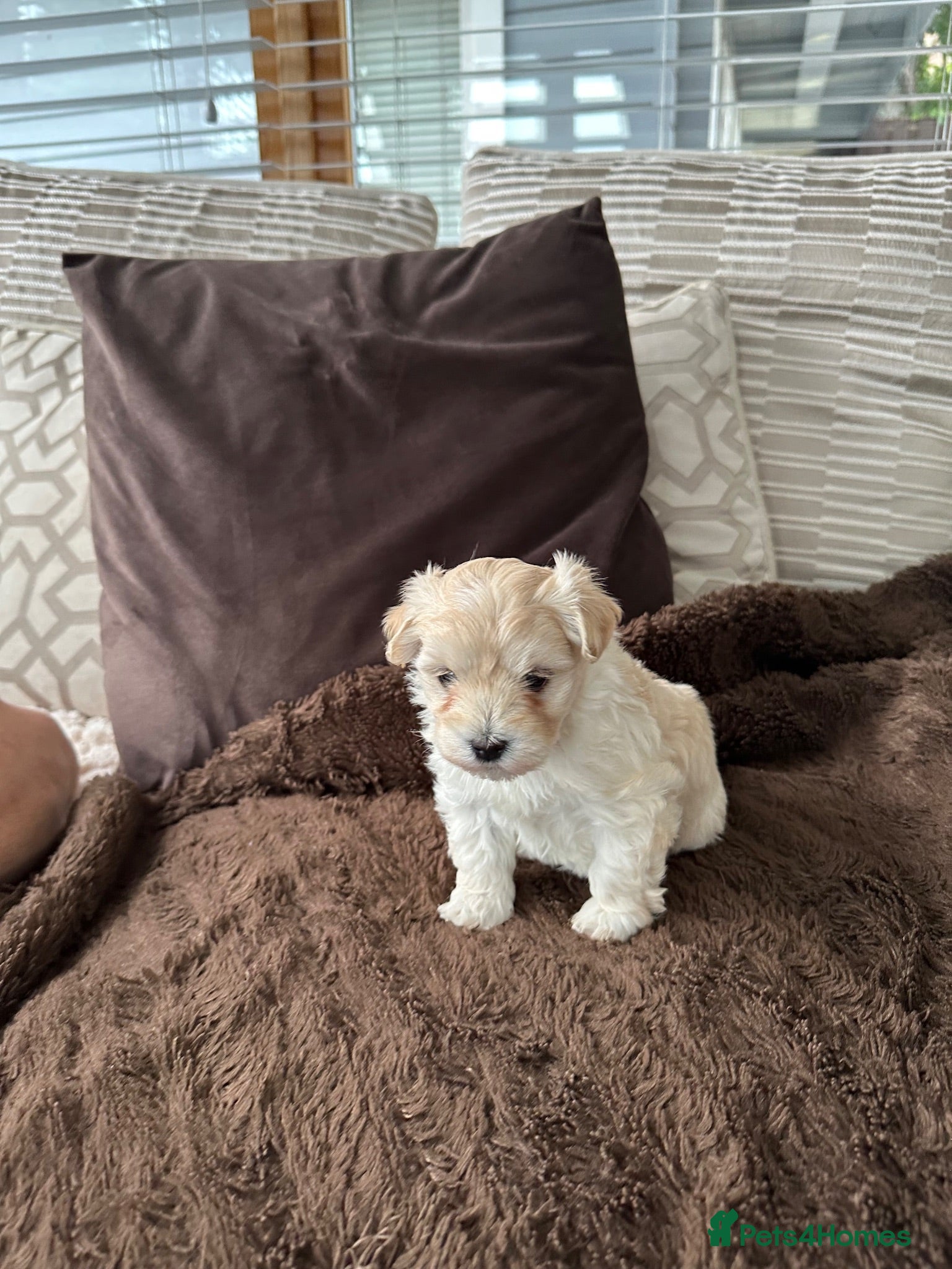 Mixed Breed dogs 2 gorgeous Maltipoo girls  - Advert 9