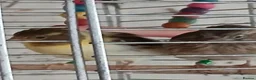 Canaries birds for sale: Canaries Canaries  - Advert 7