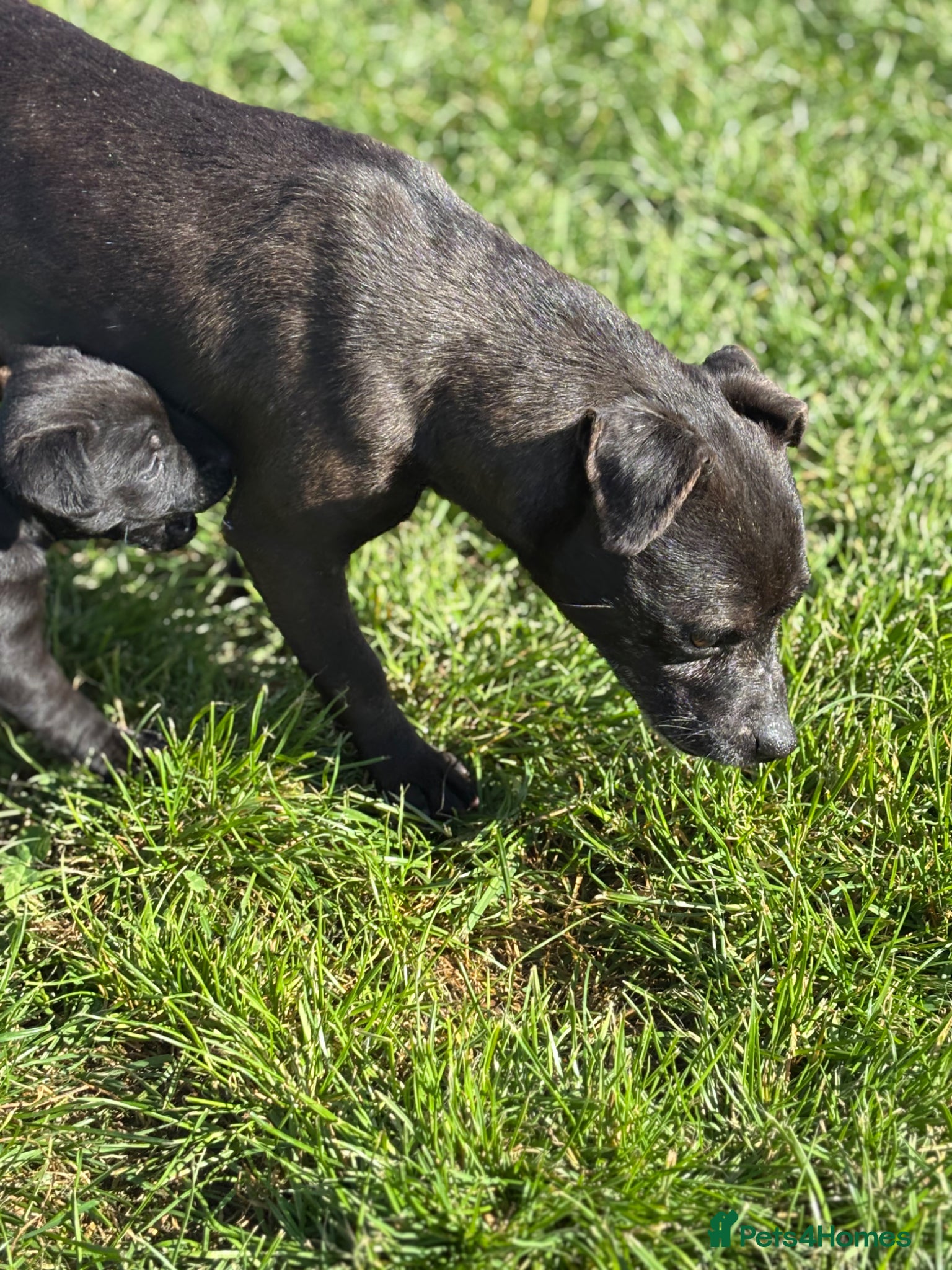 Patterdale Terrier dogs Lovely litter of patterdale terriers - Advert 9