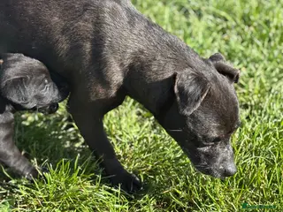 Patterdale Terrier dogs Lovely litter of patterdale terriers - Advert 1