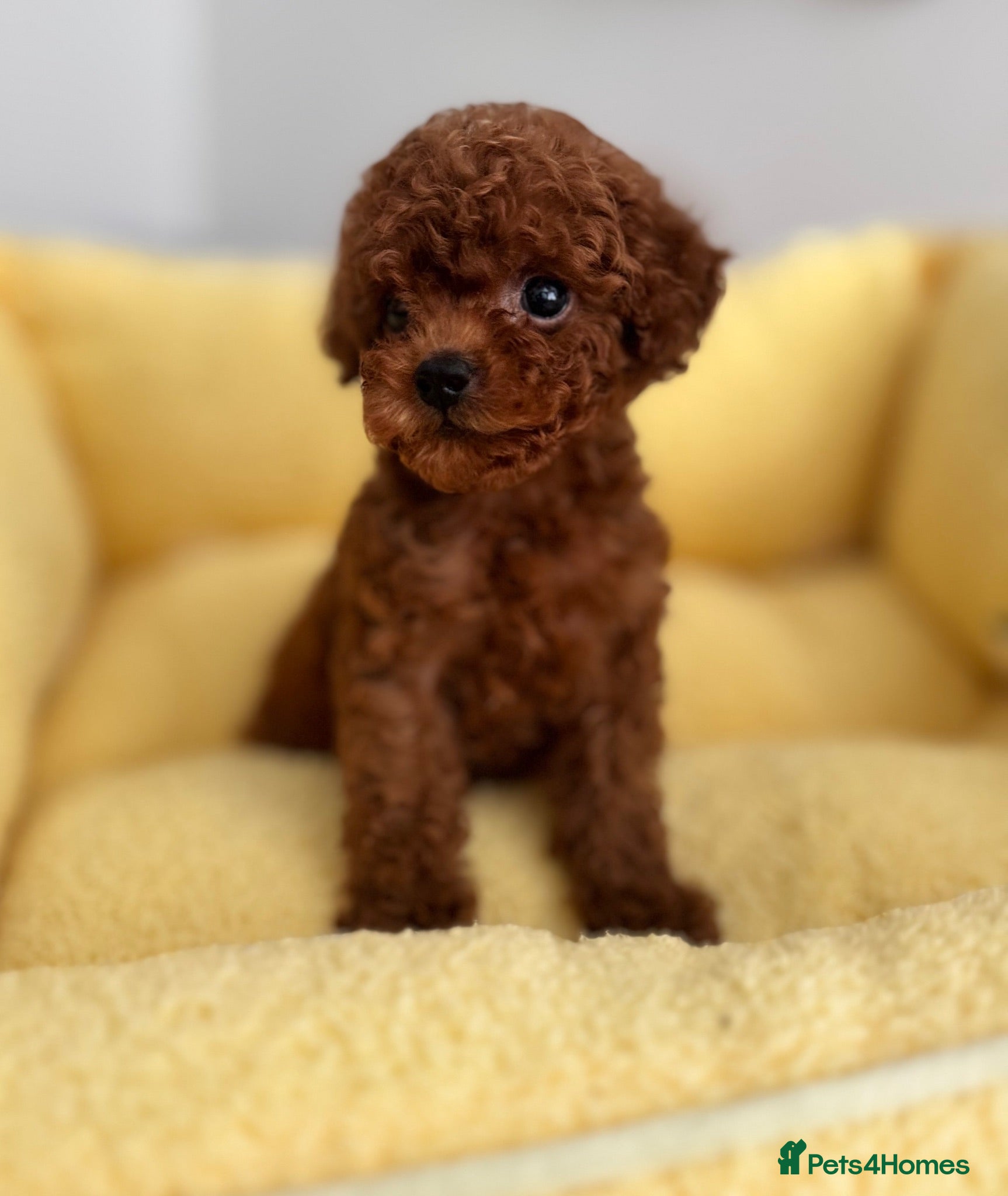 Toy Poodle dogs 🔝 Top Quality Asian Poodle Puppies DNA Tested🧬  - Advert 1