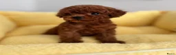 Toy Poodle dogs for sale: 🔝 Top Quality Asian Poodle Puppies DNA Tested🧬  - Advert 1