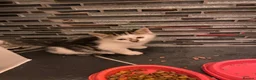 Mixed Breed cats for sale: Two beautiful kittens - Advert 8