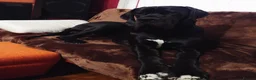 Great Dane dogs for sale: Great Danes puppies  - Advert 7