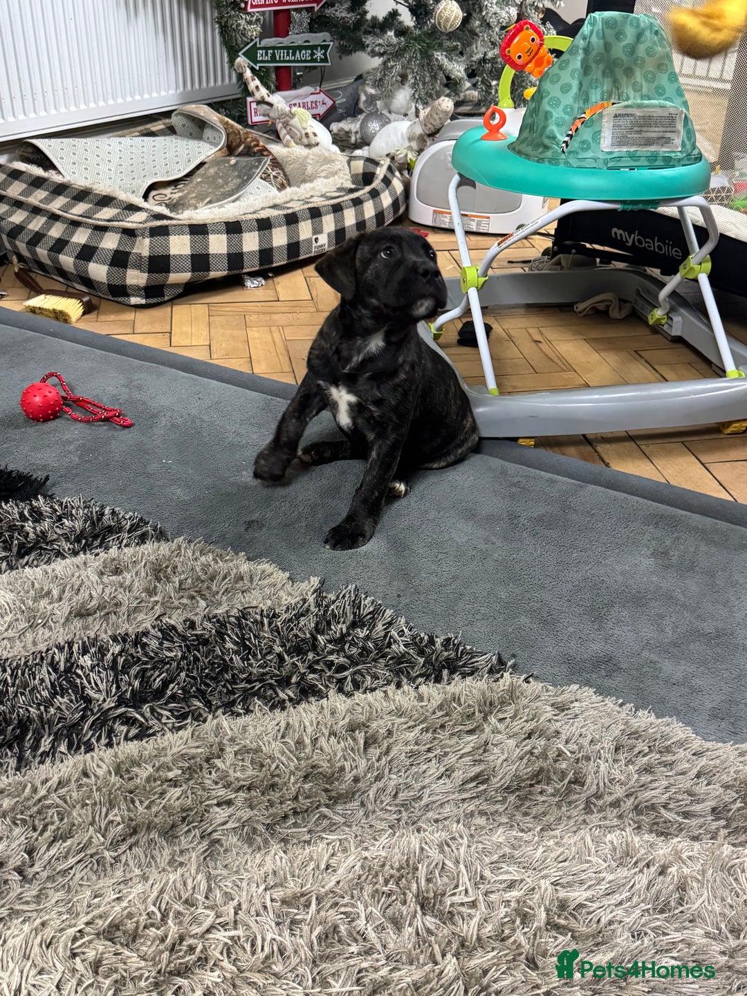 Mixed Breed dogs for sale: American Staff x Bullmastiff Pups  - Advert 30