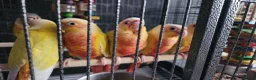 Conures birds for sale: Suncheek baby Handreared Conures - Advert 10