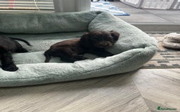 Cocker Spaniel dogs for sale: Show cocker spaniels  - Image 38