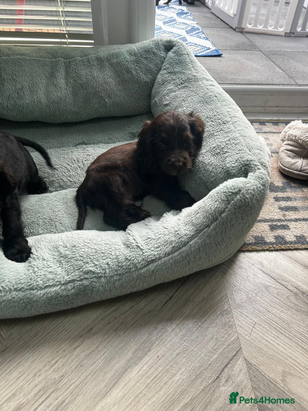 Cocker Spaniel dogs for sale: Show cocker spaniels  - Image 38
