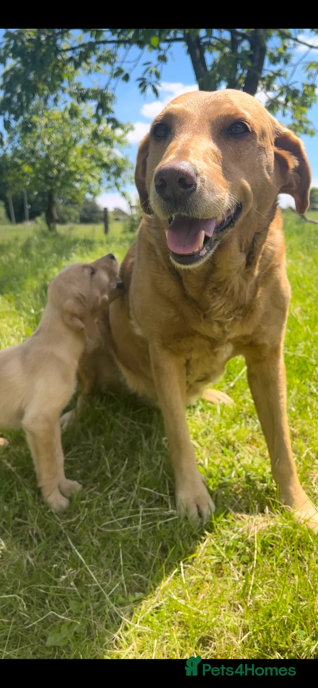 Labrador Retriever dogs for sale: 3 gorgeous Labradors  - Advert 2