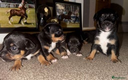 Mixed Breed dogs for sale: Beautiful Jack X Chihuha litter  - Image 1