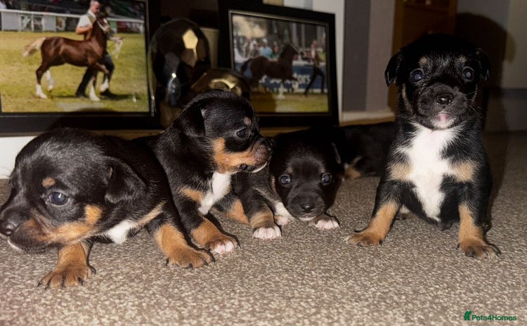 Mixed Breed dogs - Advert 1
