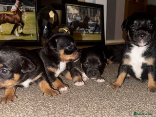 Mixed Breed dogs - Advert 1