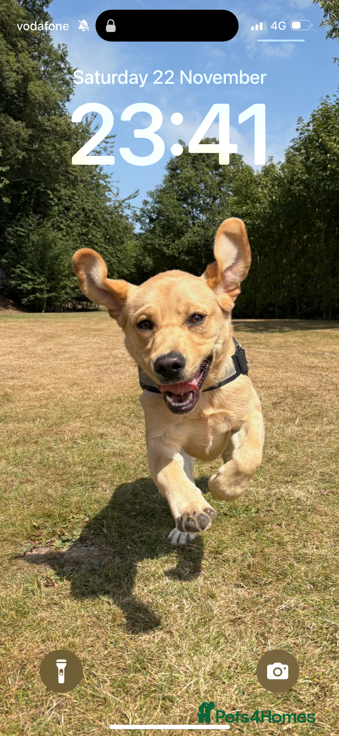 Labrador Retriever dogs for sale: Arlo 10 month old lab  - Advert 3