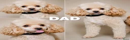 Maltipoo dogs for sale: Maltipoo Twin Boys Louis & Vuitton.White & Apricot - Advert 7