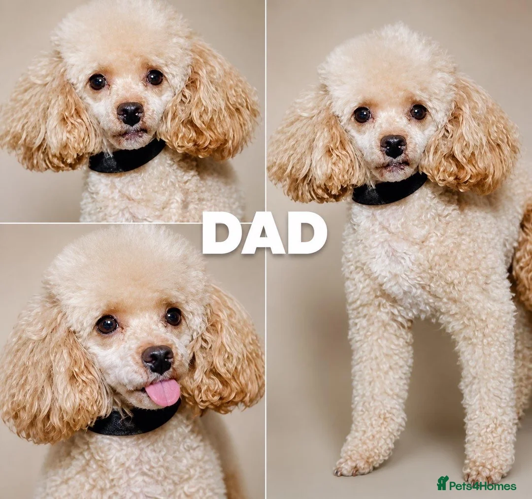 Maltipoo dogs for sale: Maltipoo Twin Boys Louis & Vuitton.White & Apricot - Advert 7