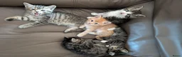 Mixed Breed cats for sale: Beautiful playful kittens in Taunton - Advert 2