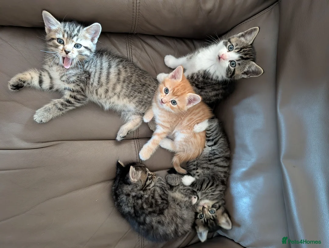 Mixed Breed cats for sale: Beautiful playful kittens in Taunton - Advert 2