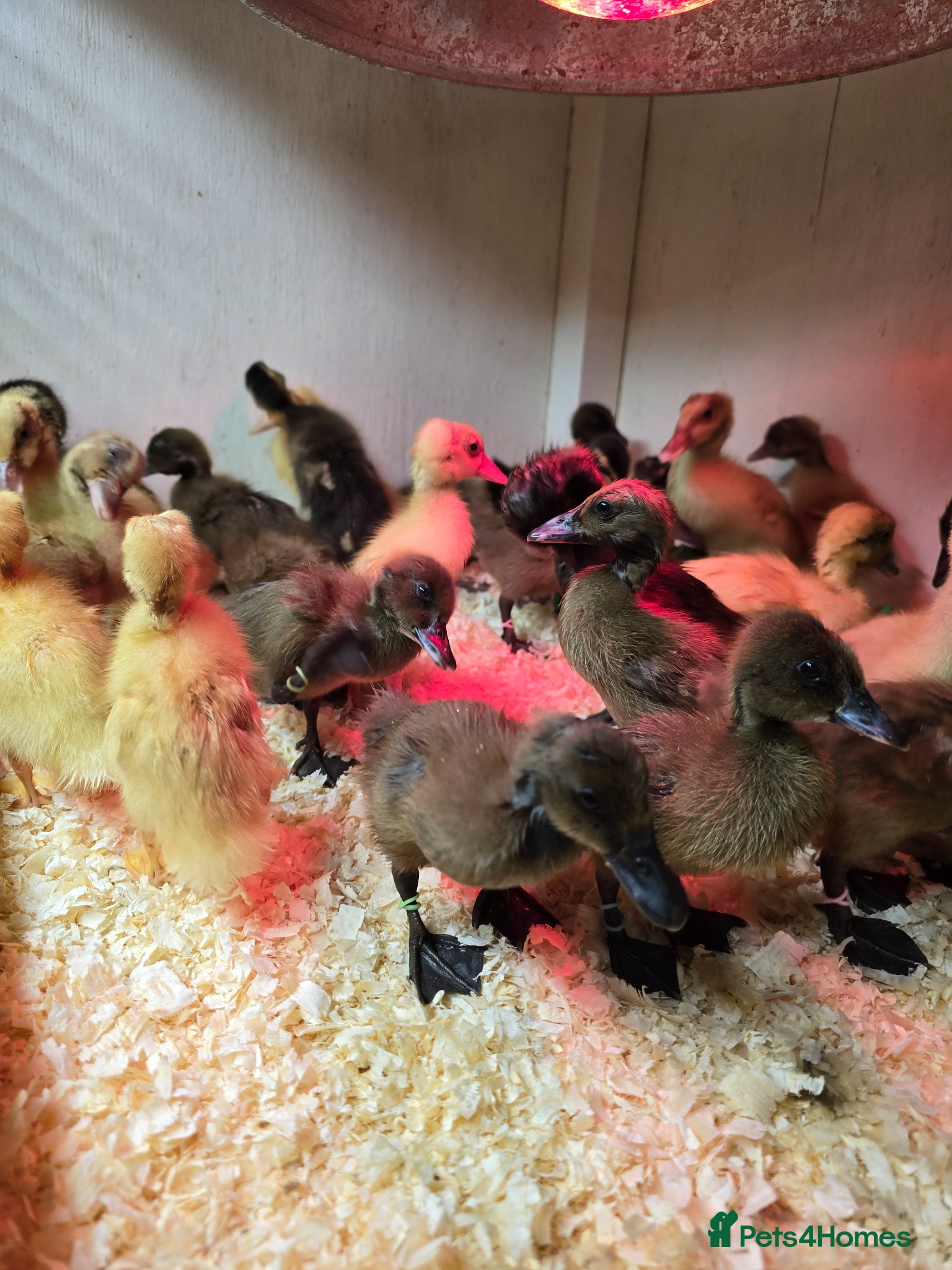 Ducks poultry Khaki Campbell & Trout Indian Runner ducklings  - Advert 6