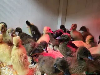 Ducks poultry Khaki Campbell & Trout Indian Runner ducklings - Advert 6