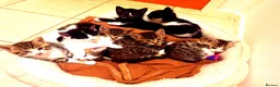 Mixed Breed cats for sale: Sweet Kittens Raised with Love and Children - Advert 5
