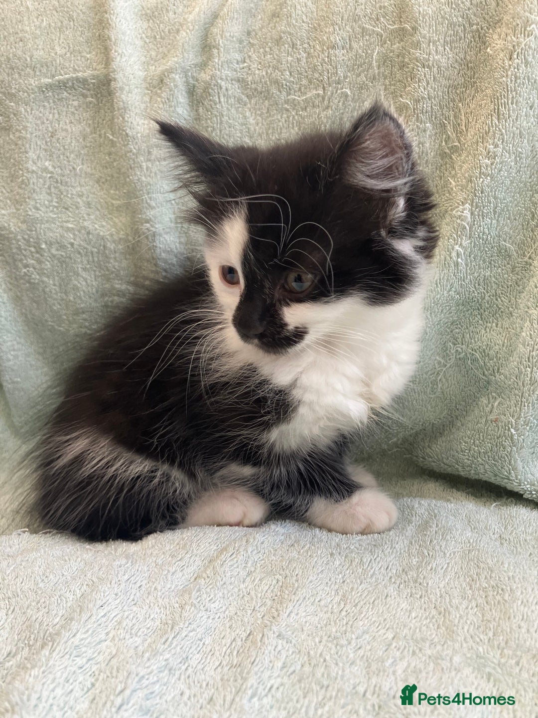 Mixed Breed cats for sale: Beautiful very fluffy kittens ready - Advert 4