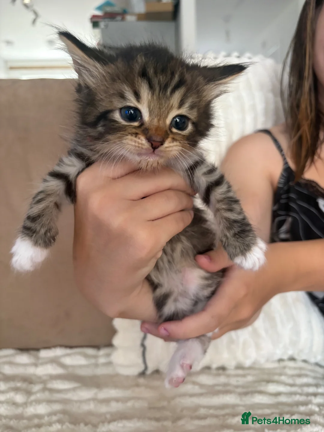 Persian cats for sale: Beautiful 1/4 Persian kittens in Thornton-Cleveleys - Advert 1