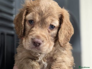 Cocker Spaniel dogs - Advert 19