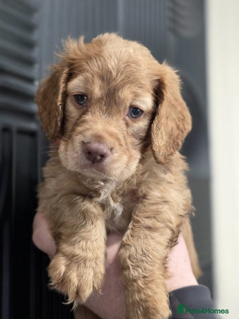 Cocker Spaniel dogs - Advert 3