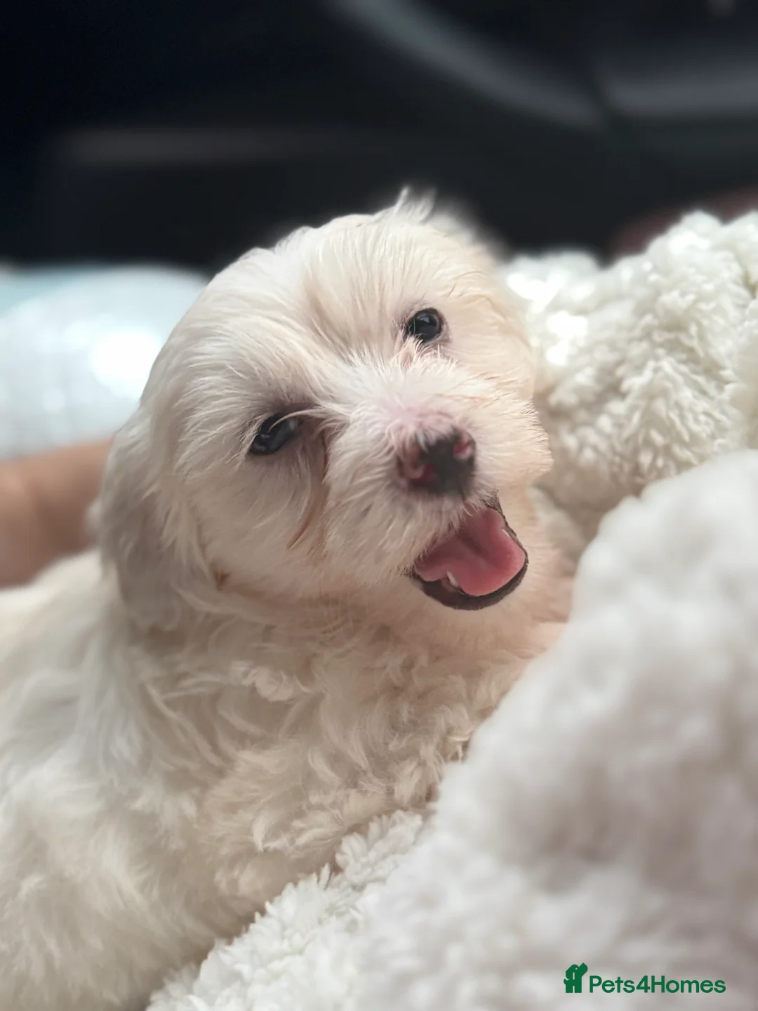 Bichon Frise dogs for sale: Bichon Maltese pure  - Advert 2