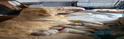 Golden Retriever dogs for sale: 6 gorgeous puppy Golden Retrievers for sale. - Advert 4