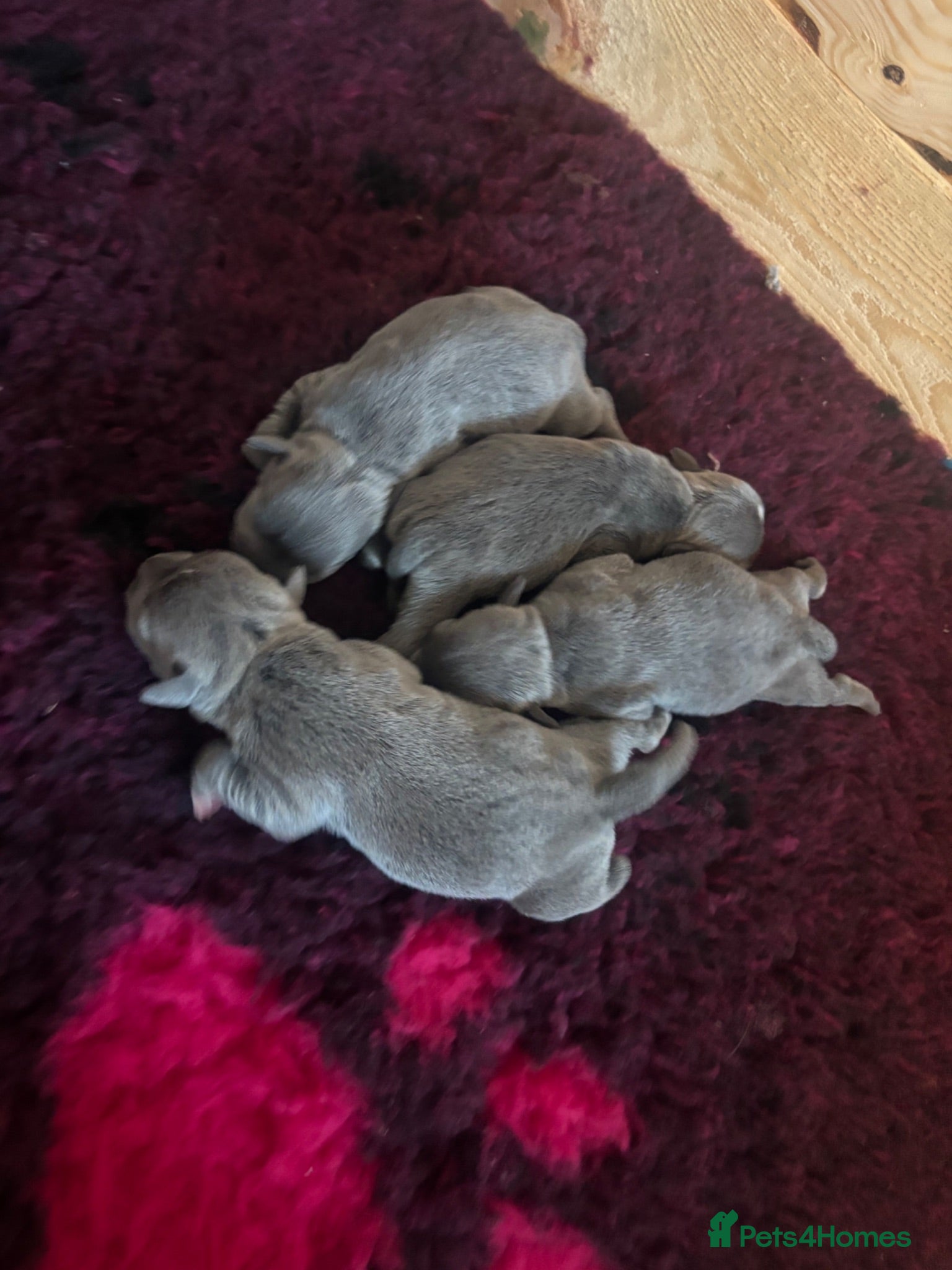 Staffordshire Bull Terrier dogs Pups ready! Blue Kc registered. Boys and girls.  - Advert 3