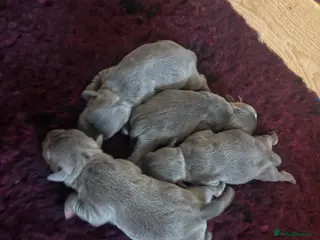 Staffordshire Bull Terrier dogs Pups ready! Blue Kc registered. Boys and girls. - Advert 3