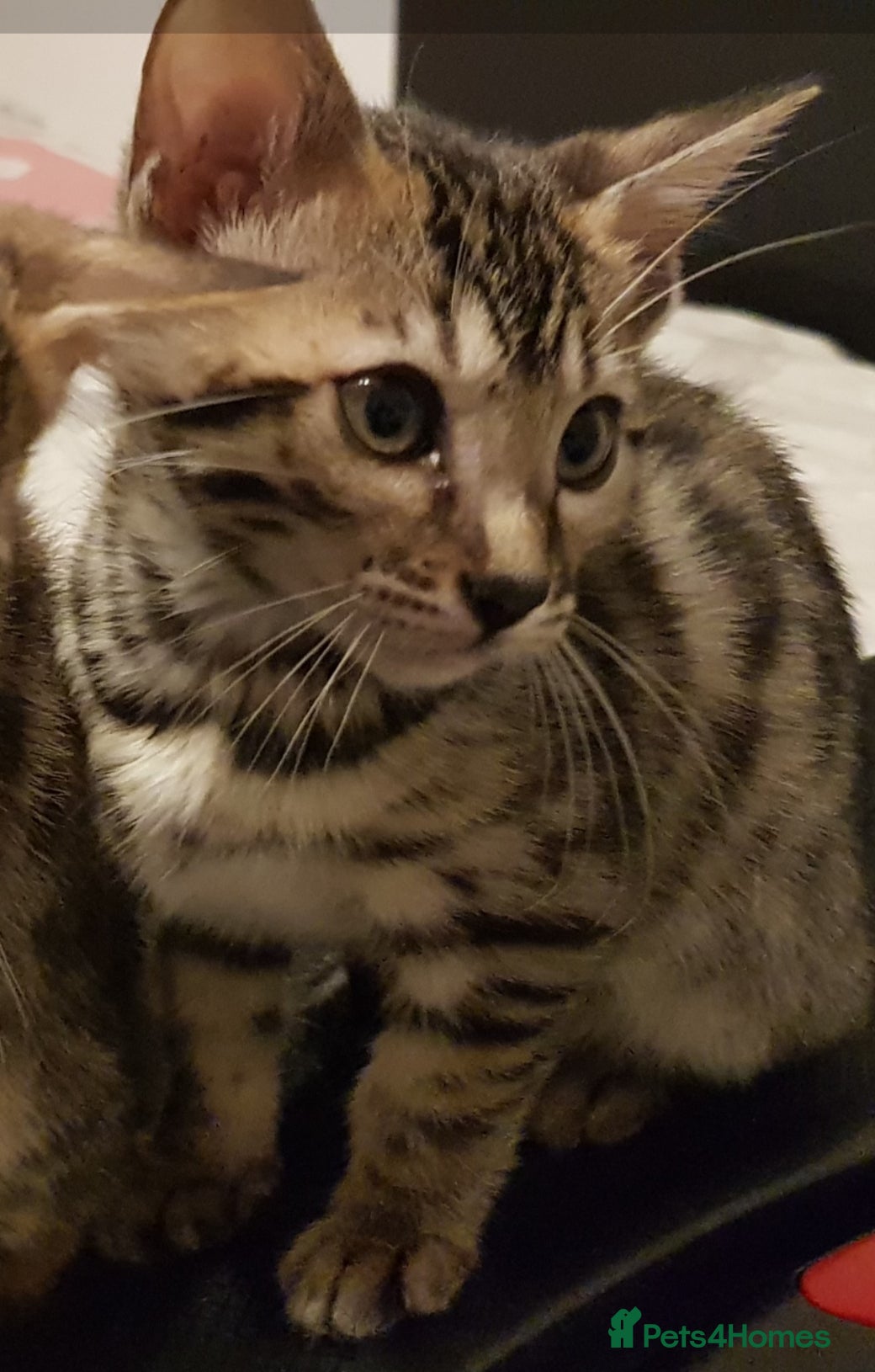Bengal cats Last Bengal girl kitten,price reduced! - Advert 7
