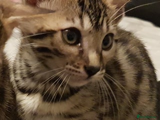 Bengal cats Bengal kittens last girl available - Advert 17