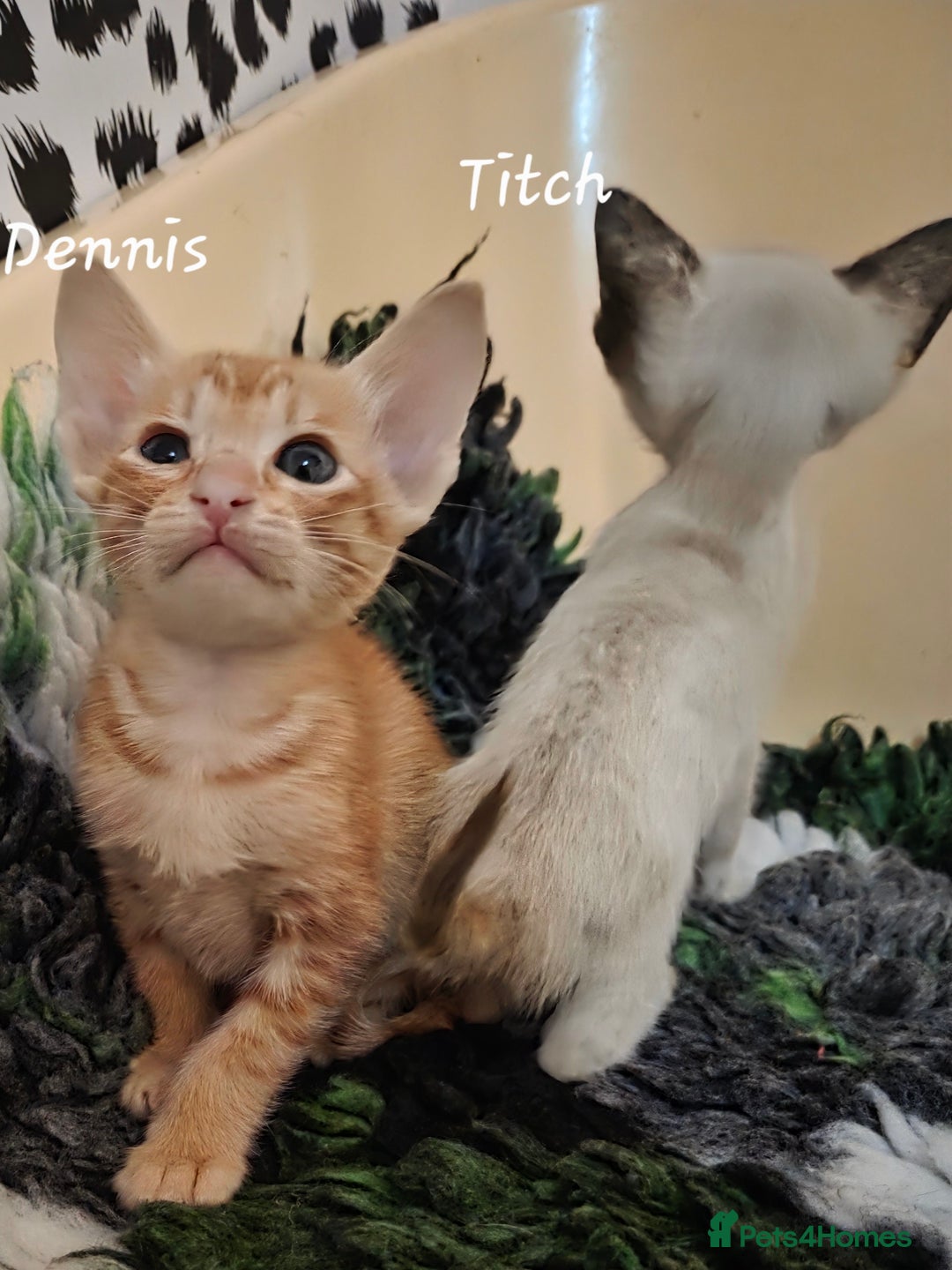 Siamese cats for sale: Beautiful GCCF registered Siamese kittens  - Image 11