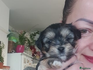 Morkie dogs ADORABLE MORKI BABIES 🐶 - Advert 11