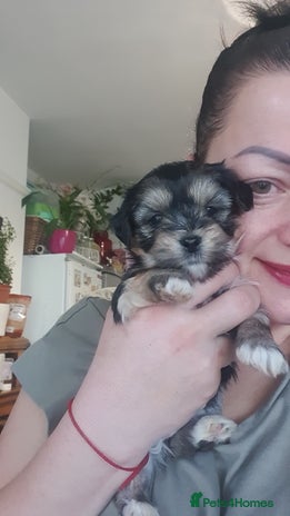 Morkie dogs - Advert 1