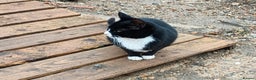Mixed Breed cats for sale: Female barn/outdoor kitten - Advert 2